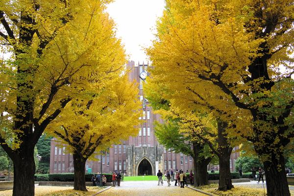 语言学校可以升大学吗？语言学校毕业后的升学路径全解析（2025年版）